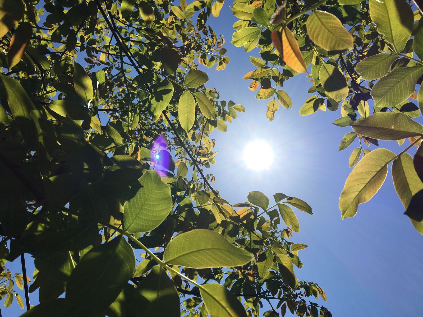 Apple iPhone 6s sample photo. Summer, sun, cherry tree photography