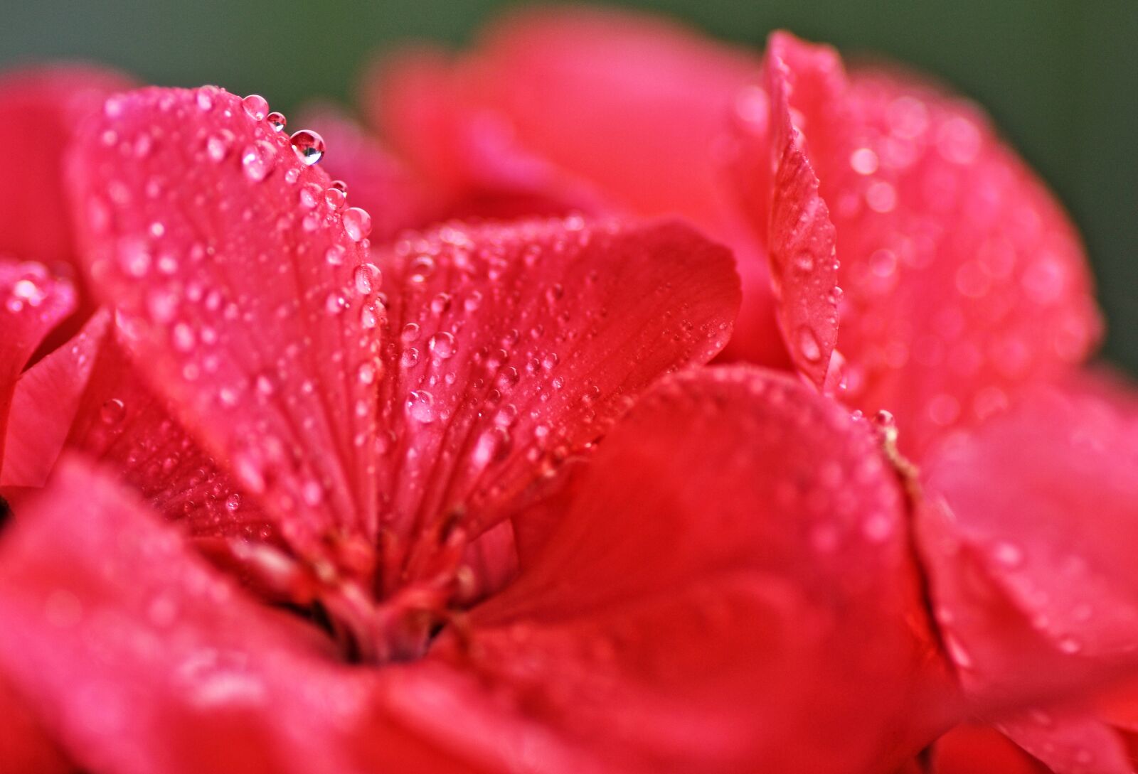 Nikon D90 sample photo. Geranium, flower, droplets photography