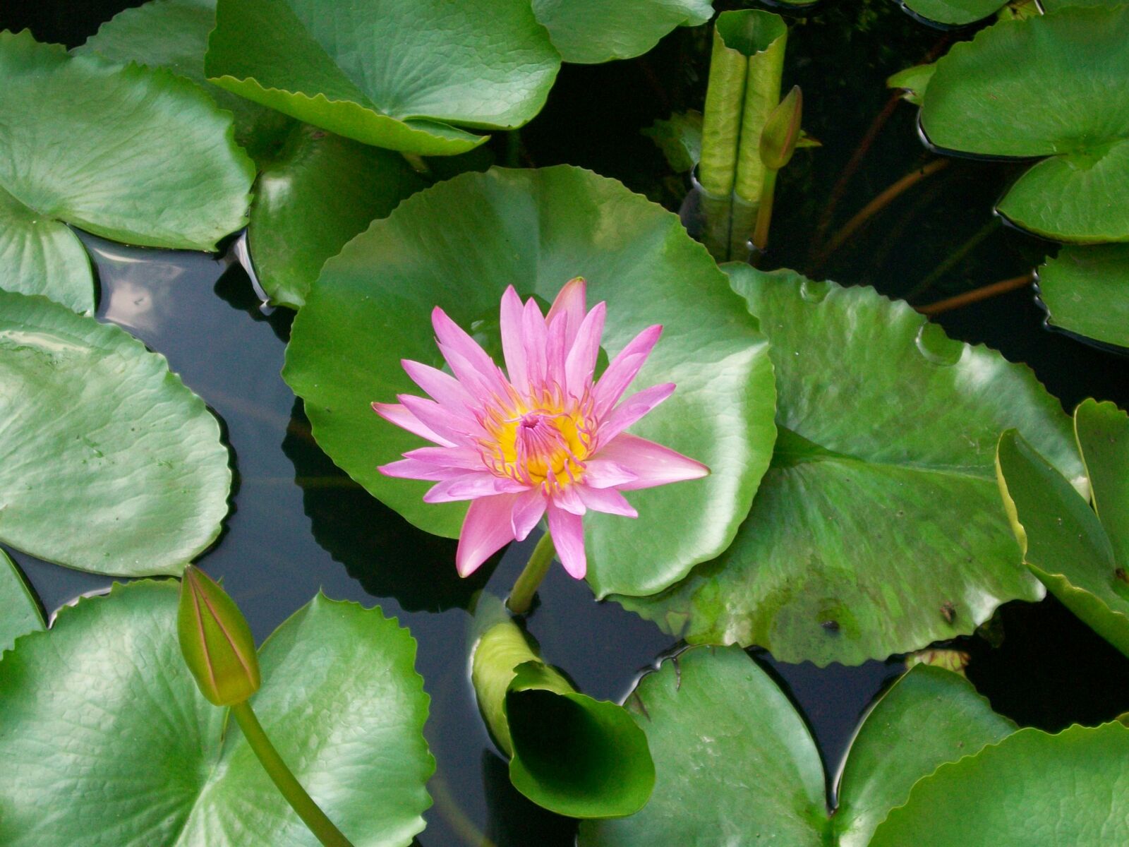 Kodak EASYSHARE M1063 DIGITAL CAMERA sample photo. Lotus, flower, thailand photography