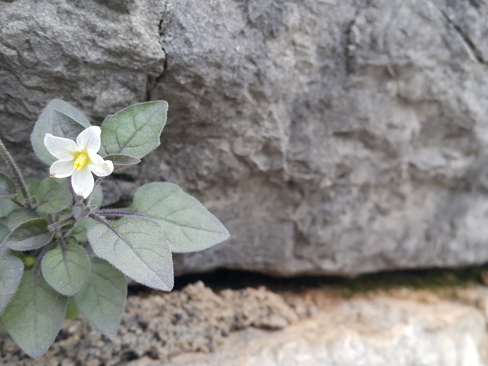 Samsung Galaxy Note4 sample photo. Gray, rock, white, flower photography