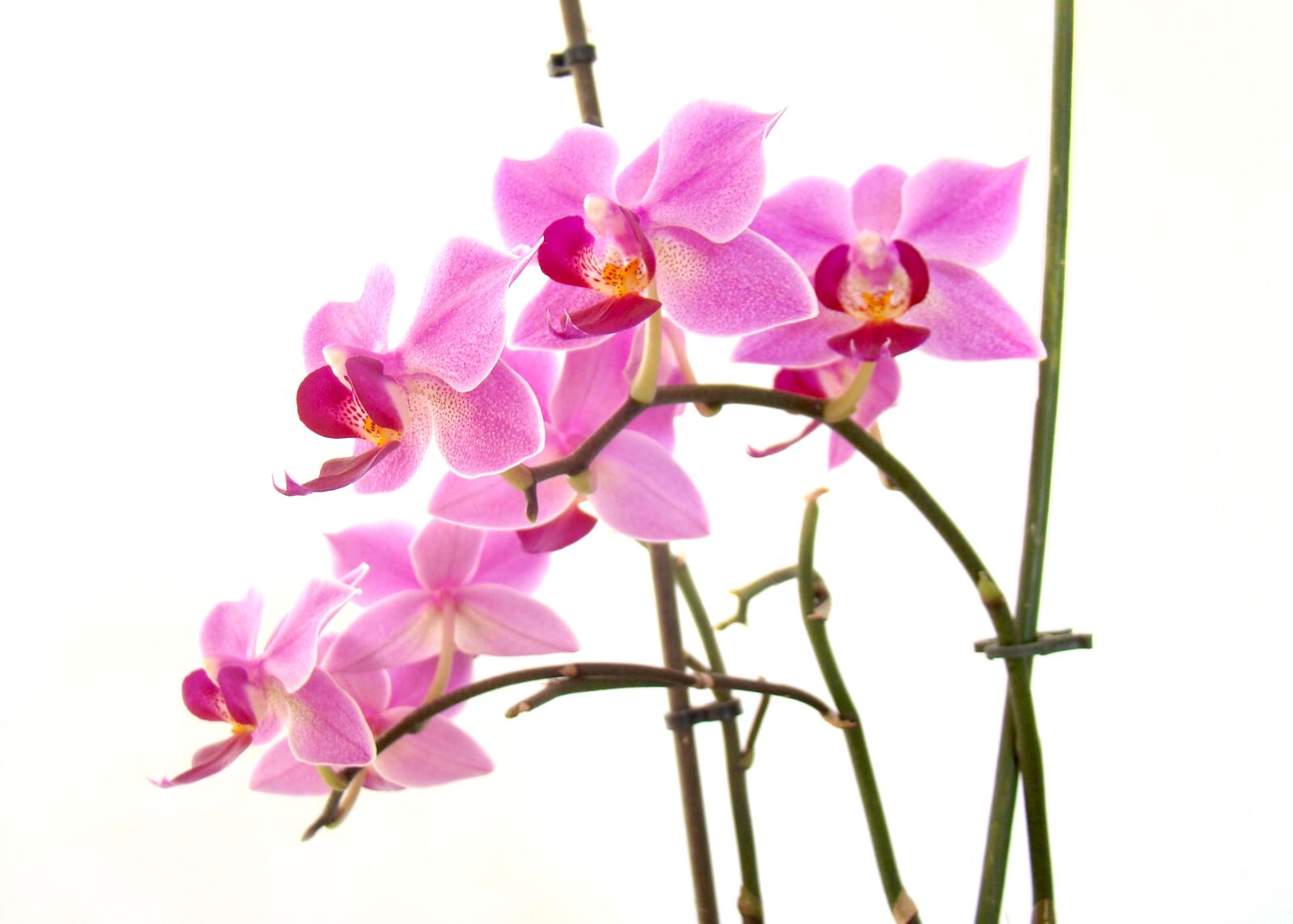 Sony Cyber-shot DSC-H50 sample photo. Flower, flora, nature photography