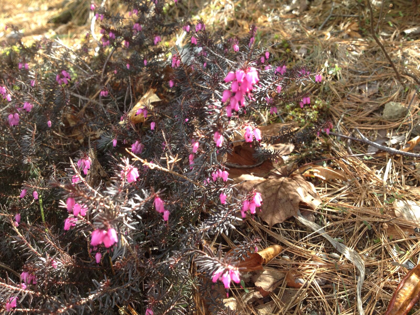 iPhone 4S back camera 4.28mm f/2.4 sample photo. Flowers, pink, spring photography