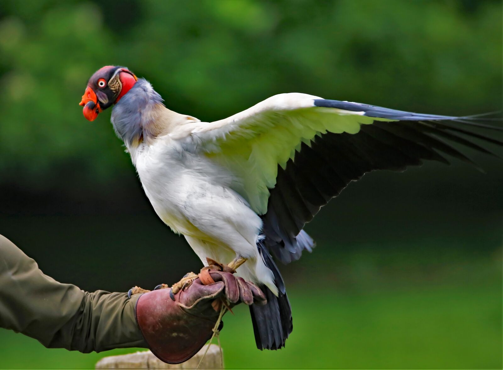 Canon EOS 760D (EOS Rebel T6s / EOS 8000D) + 150-600mm F5-6.3 DG OS HSM | Contemporary 015 sample photo. King vulture, vulture, wildlife photography