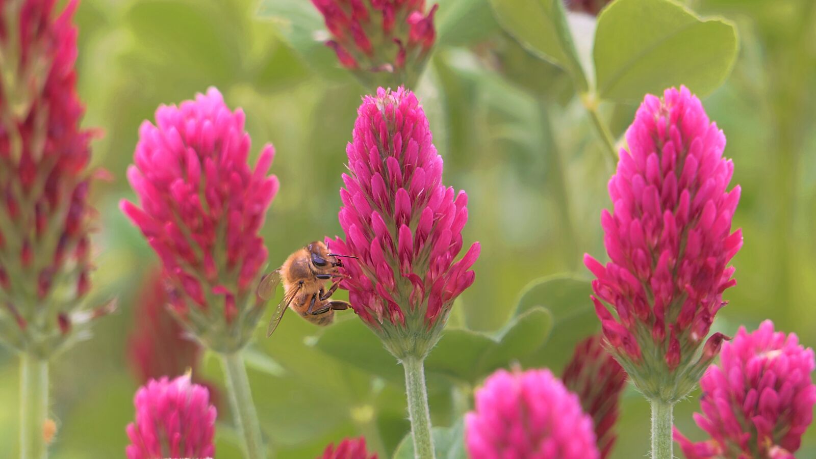 Panasonic Lumix DMC-FZ2500 (Lumix DMC-FZ2000) sample photo. Clover, bee, flower photography