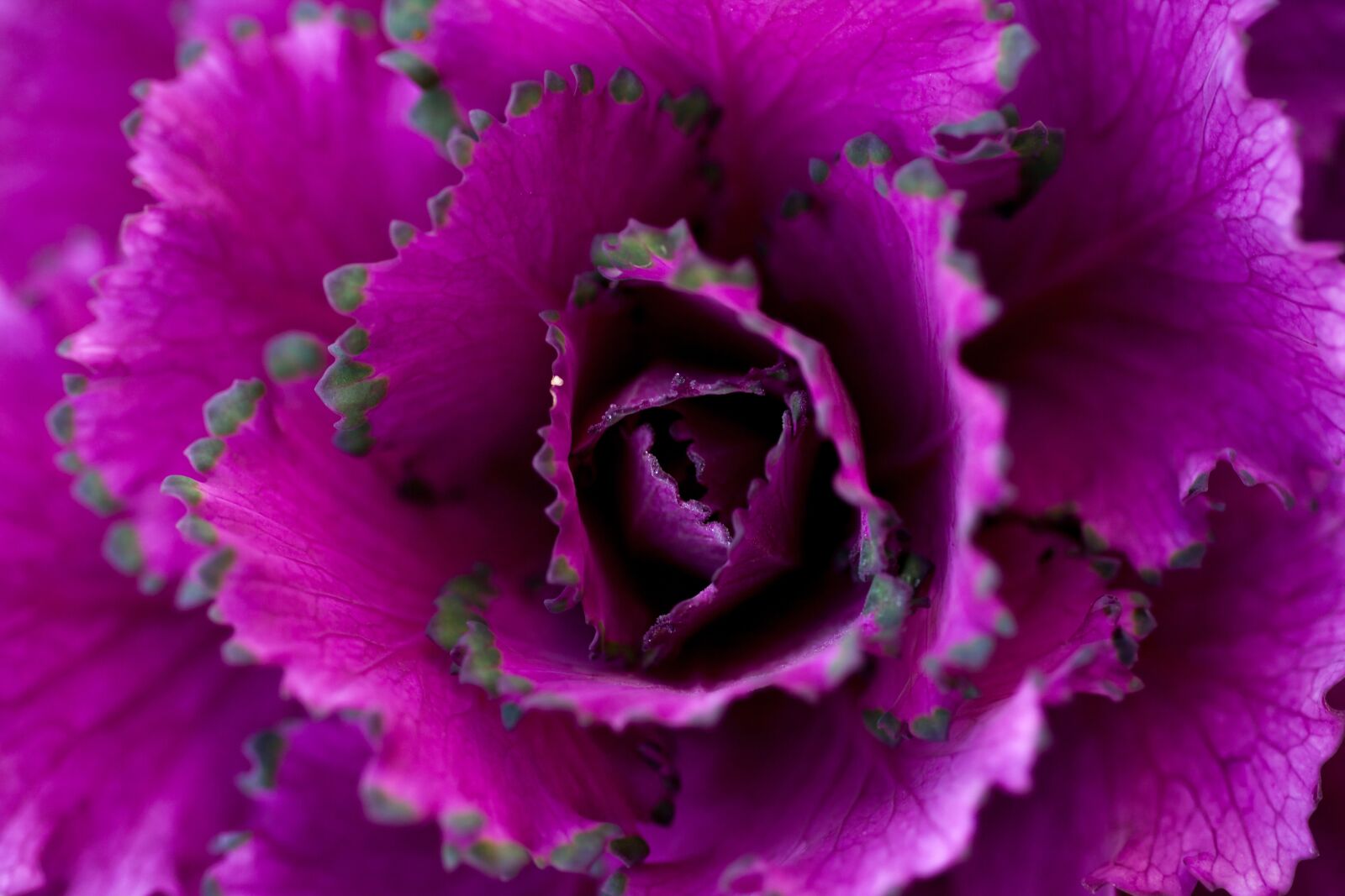 Canon EOS 5D Mark II sample photo. Autumn, cabbage flower, purple photography
