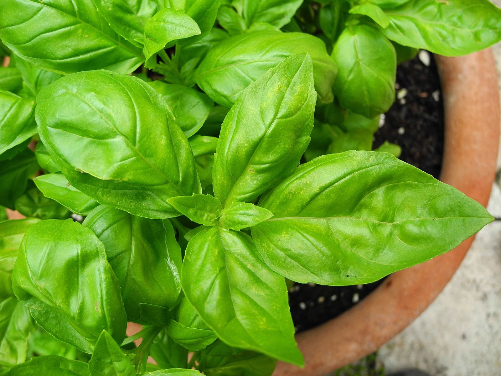 Nikon Coolpix P7000 sample photo. Basil, herb, spice photography