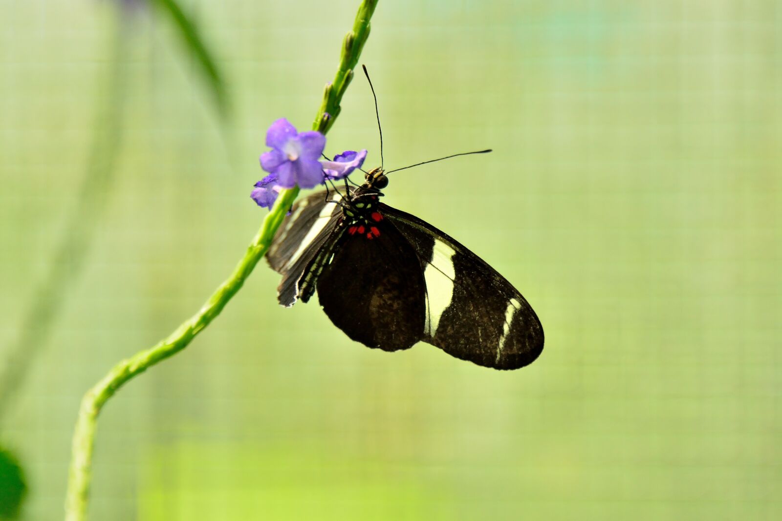 Nikon D800 sample photo. Butterfly, mainau, lake constance photography