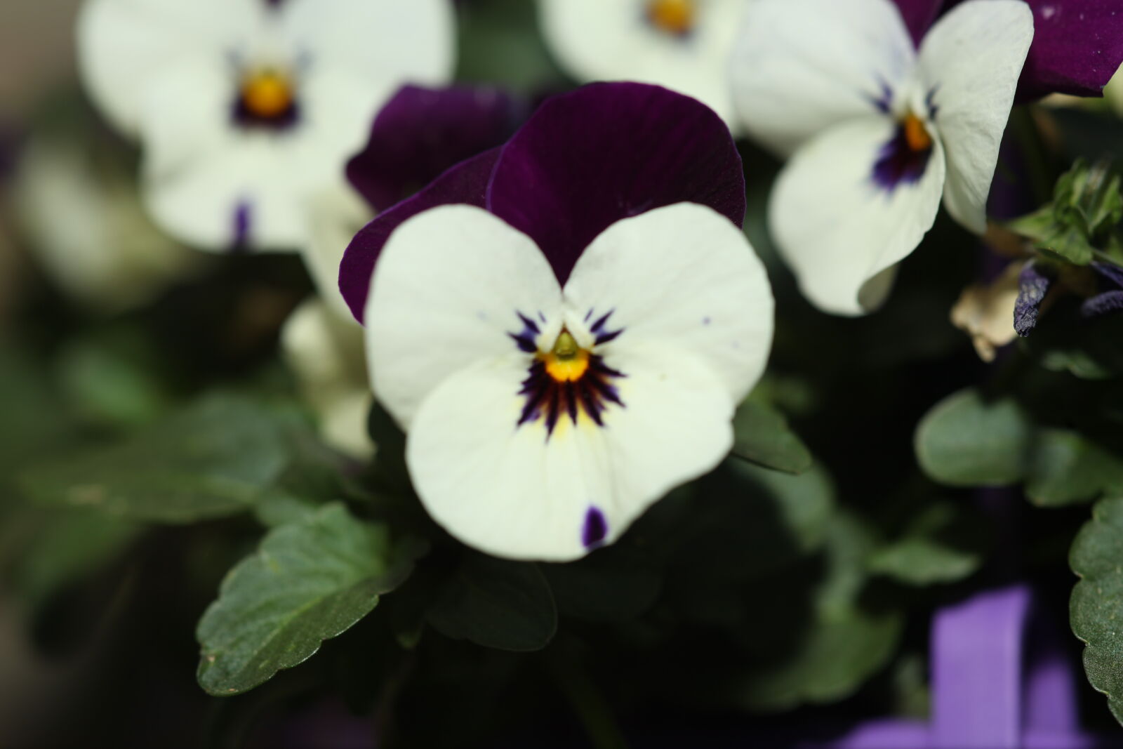 Canon EOS 5D Mark II sample photo