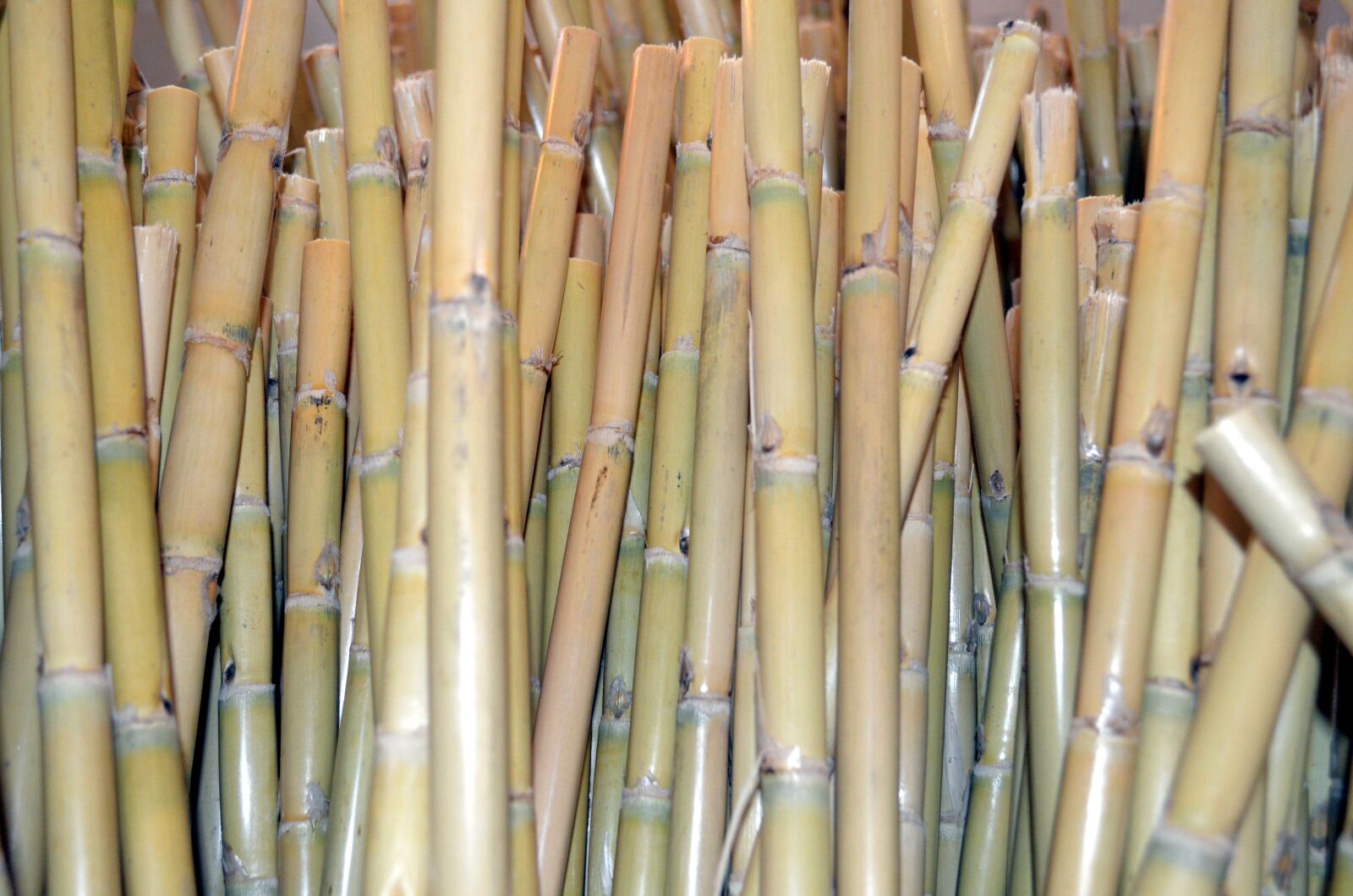 Nikon D5100 sample photo. Reeds, background, canneto photography