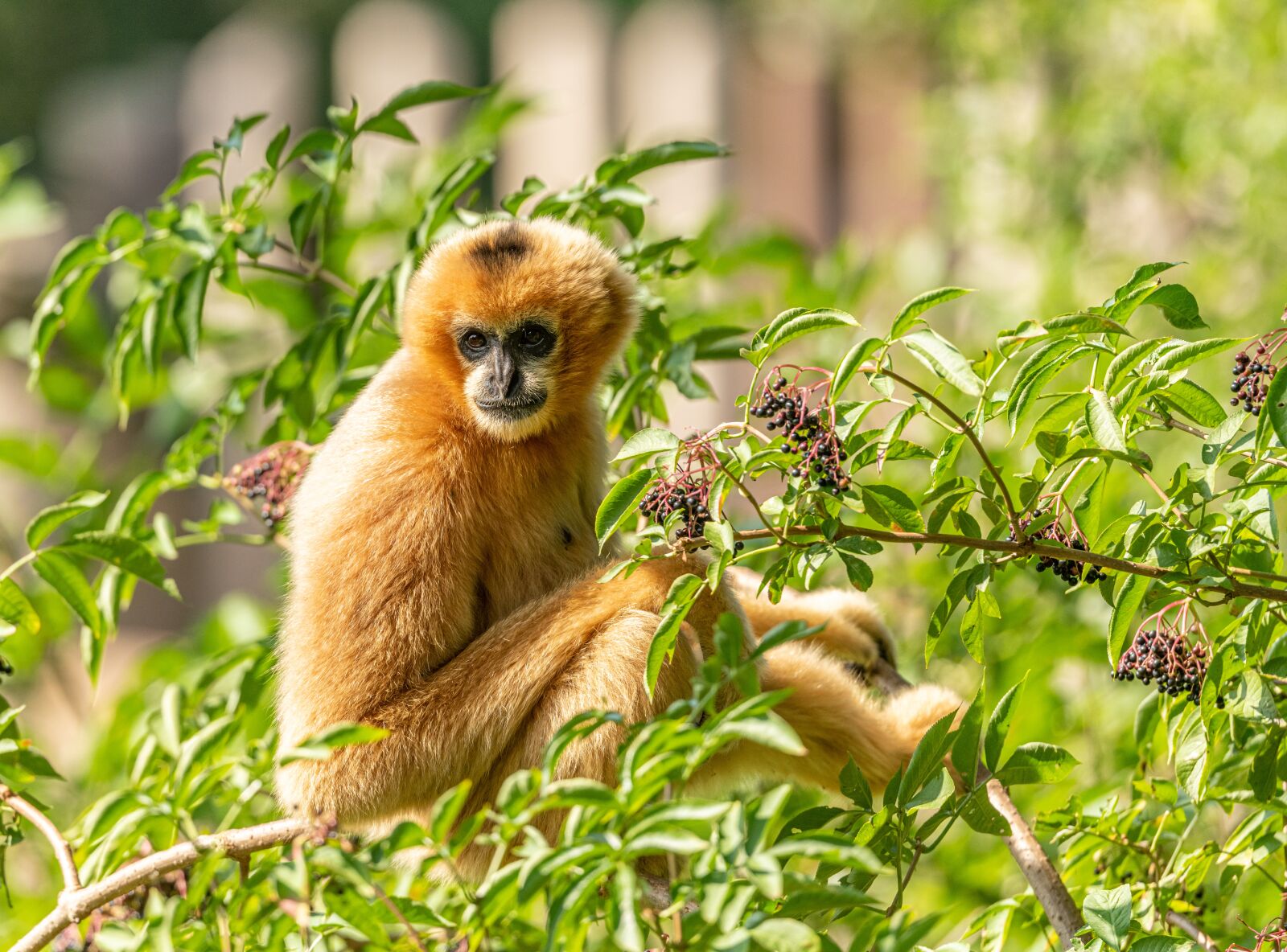 Nikon D850 sample photo. Gibbon, monkey, primate photography