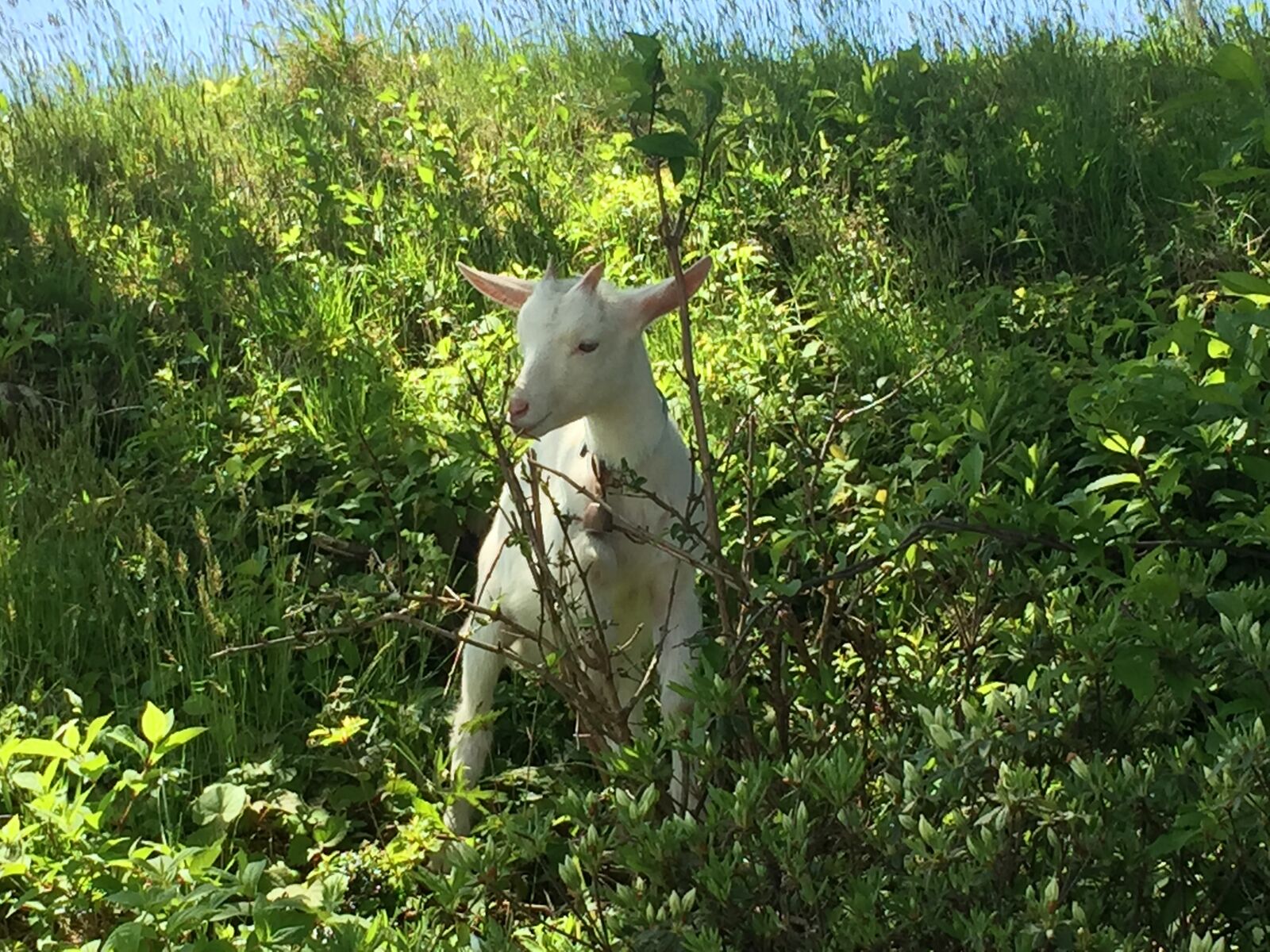 iPhone 6 back camera 4.15mm f/2.2 sample photo. Goat, natural, animal photography