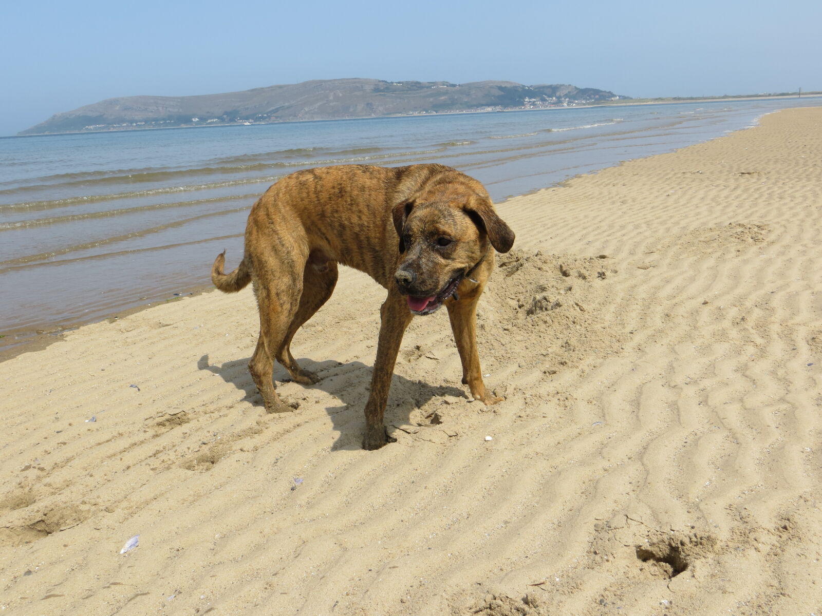 Canon PowerShot SX260 HS sample photo. Beach, boxer, cross, dog photography
