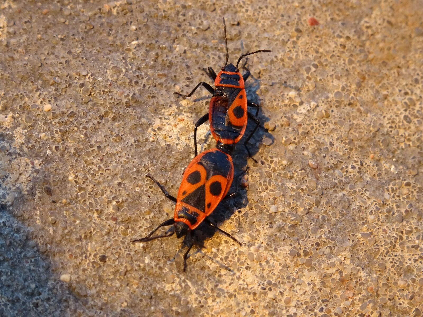 Sony DSC-HX50 sample photo. Smith wingless, arthropods, sze photography
