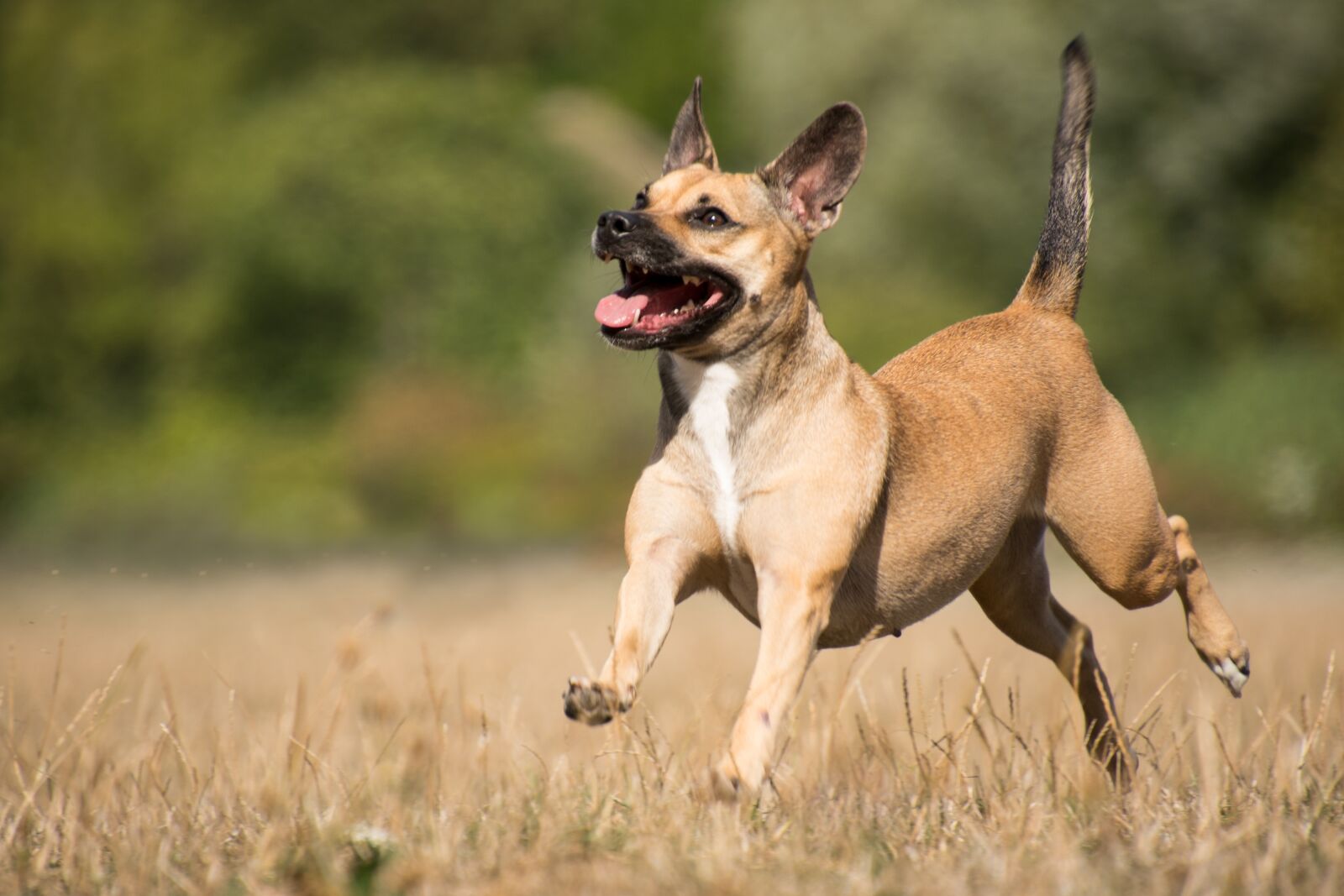 Nikon D750 sample photo. Dog, animal, hybrid photography