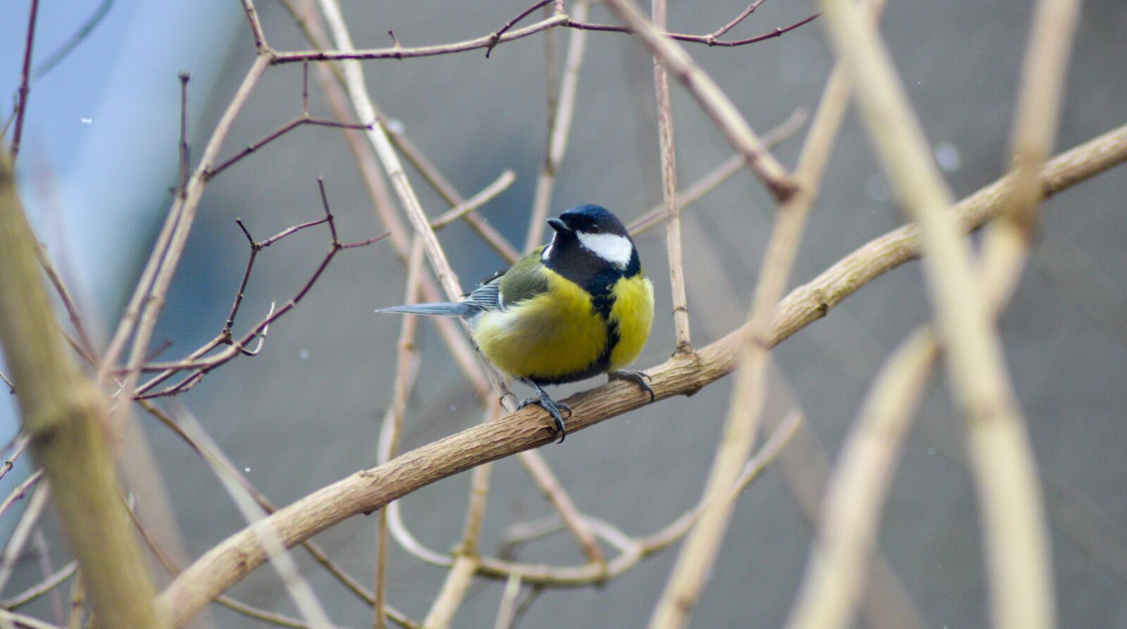 Nikon D3200 sample photo. Bird, winter, nature photography