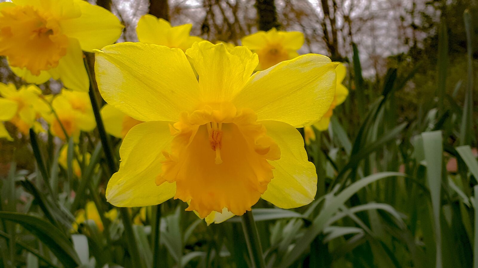 Samsung Galaxy A5(2017) sample photo. Public record, nature, plant photography