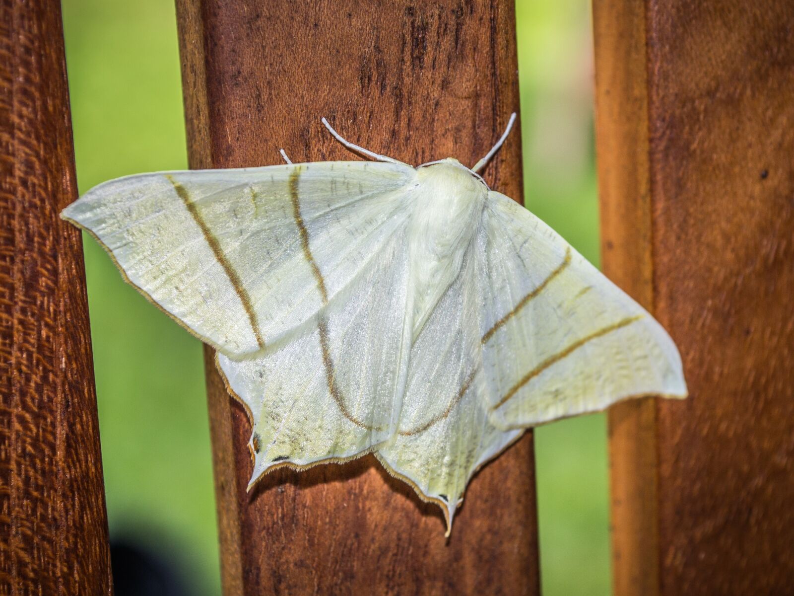 Nikon D3100 sample photo. Moth, nature, insect photography