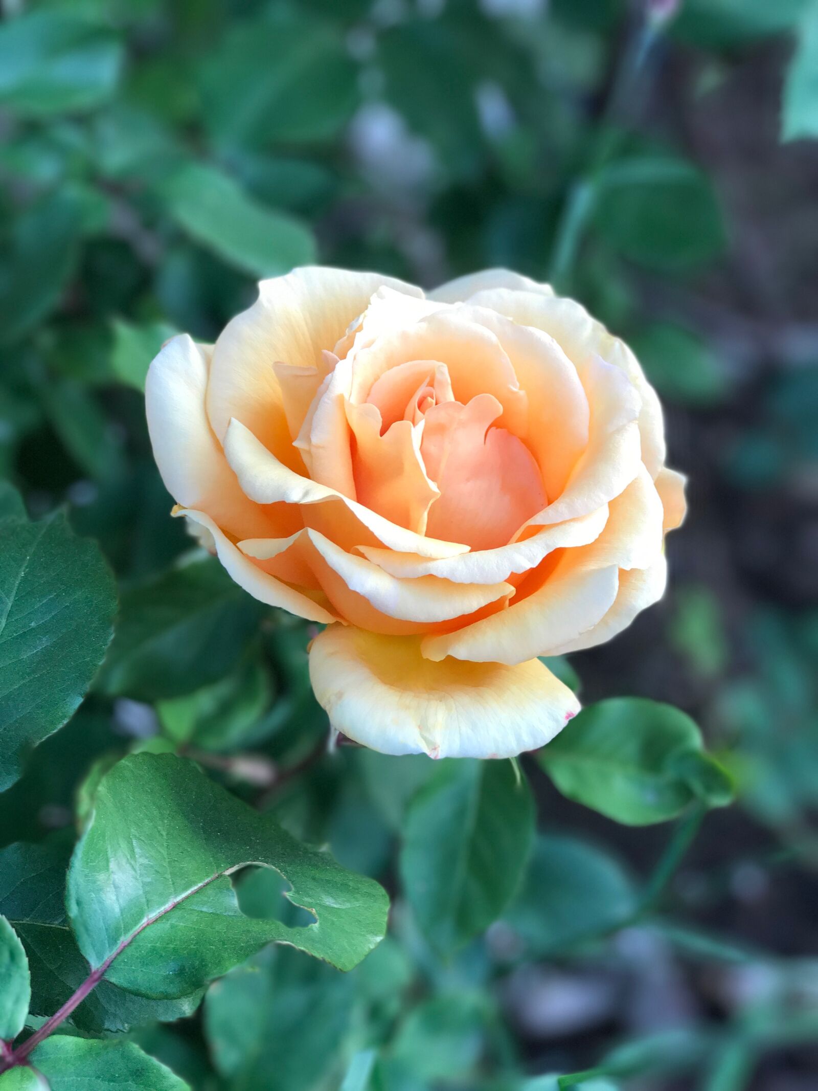 Apple iPhone 7 Plus sample photo. Roses, hildegard, garden photography