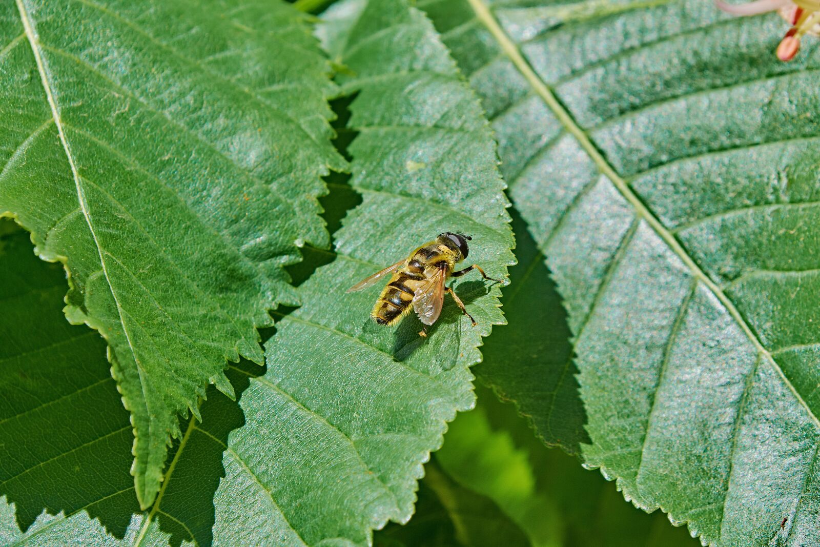 Nikon D7200 sample photo. Leaves, bee, green photography