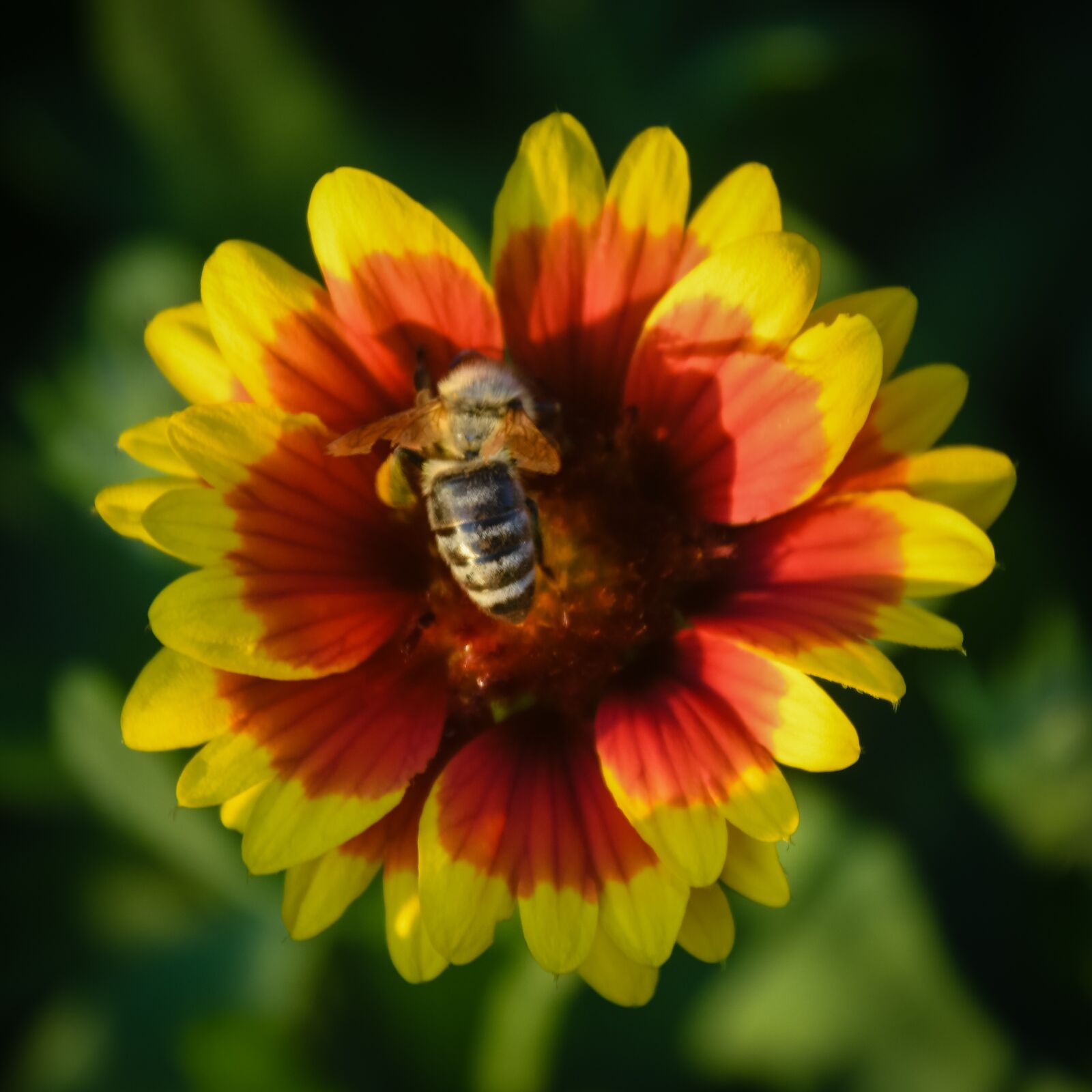 Nikon D500 sample photo. Yellow, red, flower photography