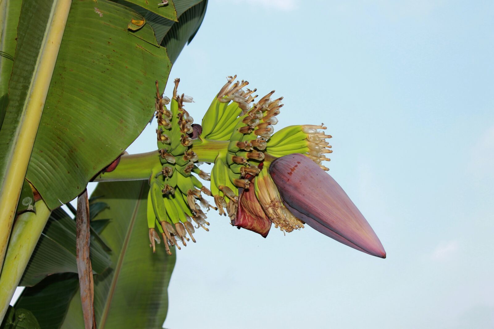 Canon EOS 1100D (EOS Rebel T3 / EOS Kiss X50) sample photo. Young banana, banana's tree photography