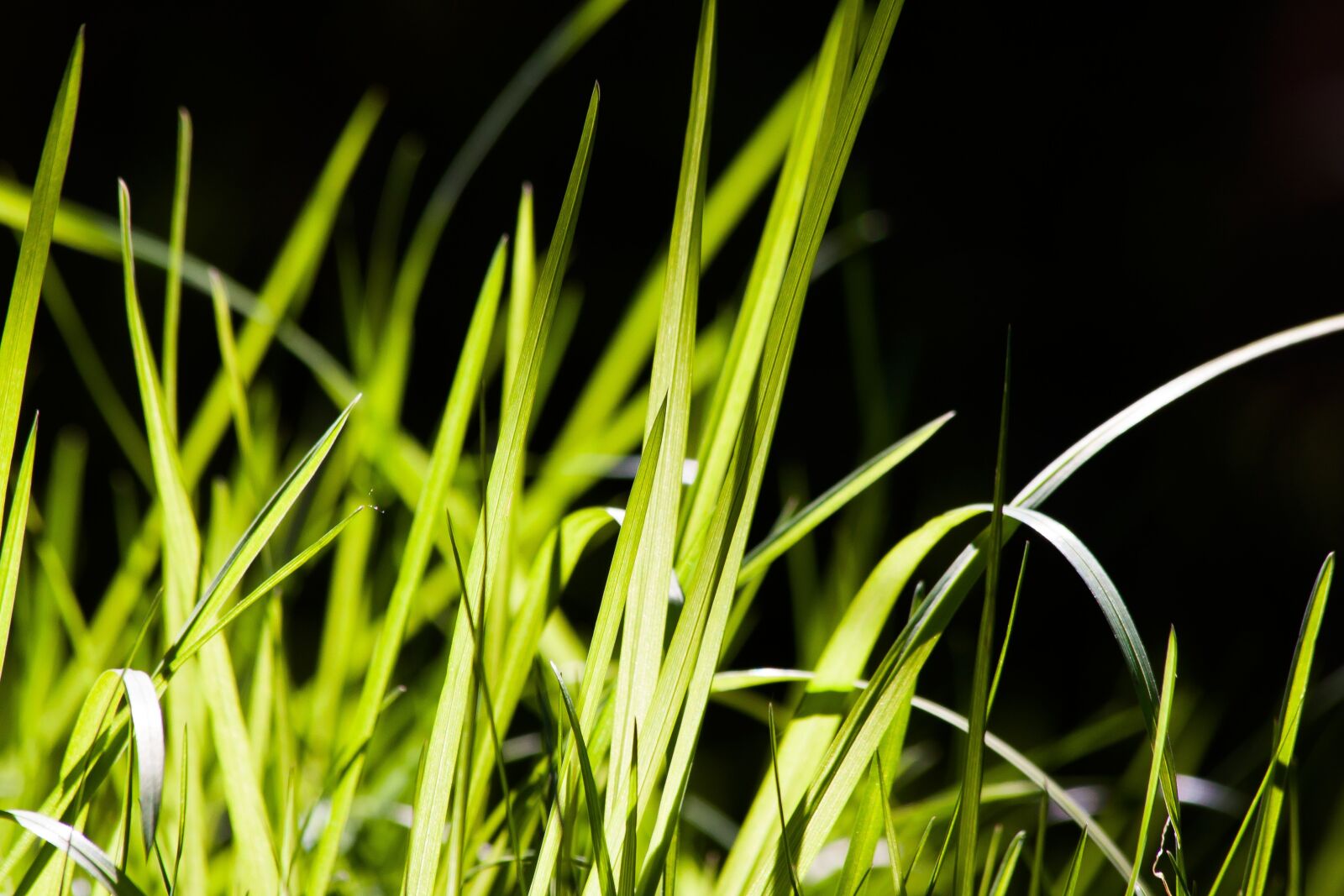 Canon EOS 50D sample photo. Grass, green, fresh photography