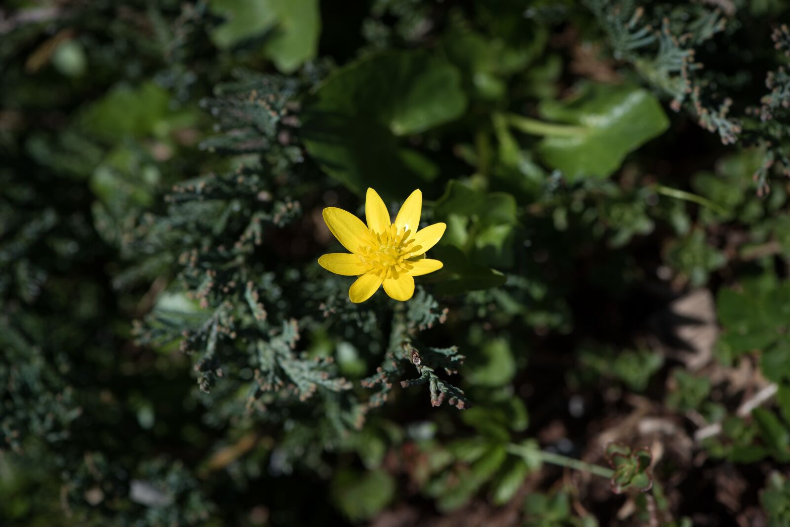 Nikon D750 sample photo. Celandine, flower, yellow photography