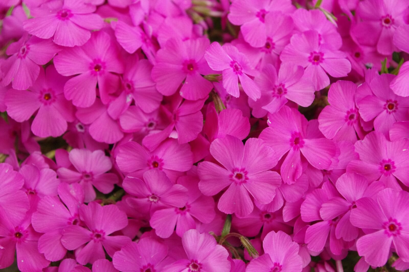 Pentax K-r sample photo. Phlox subulata, pink, flowers photography