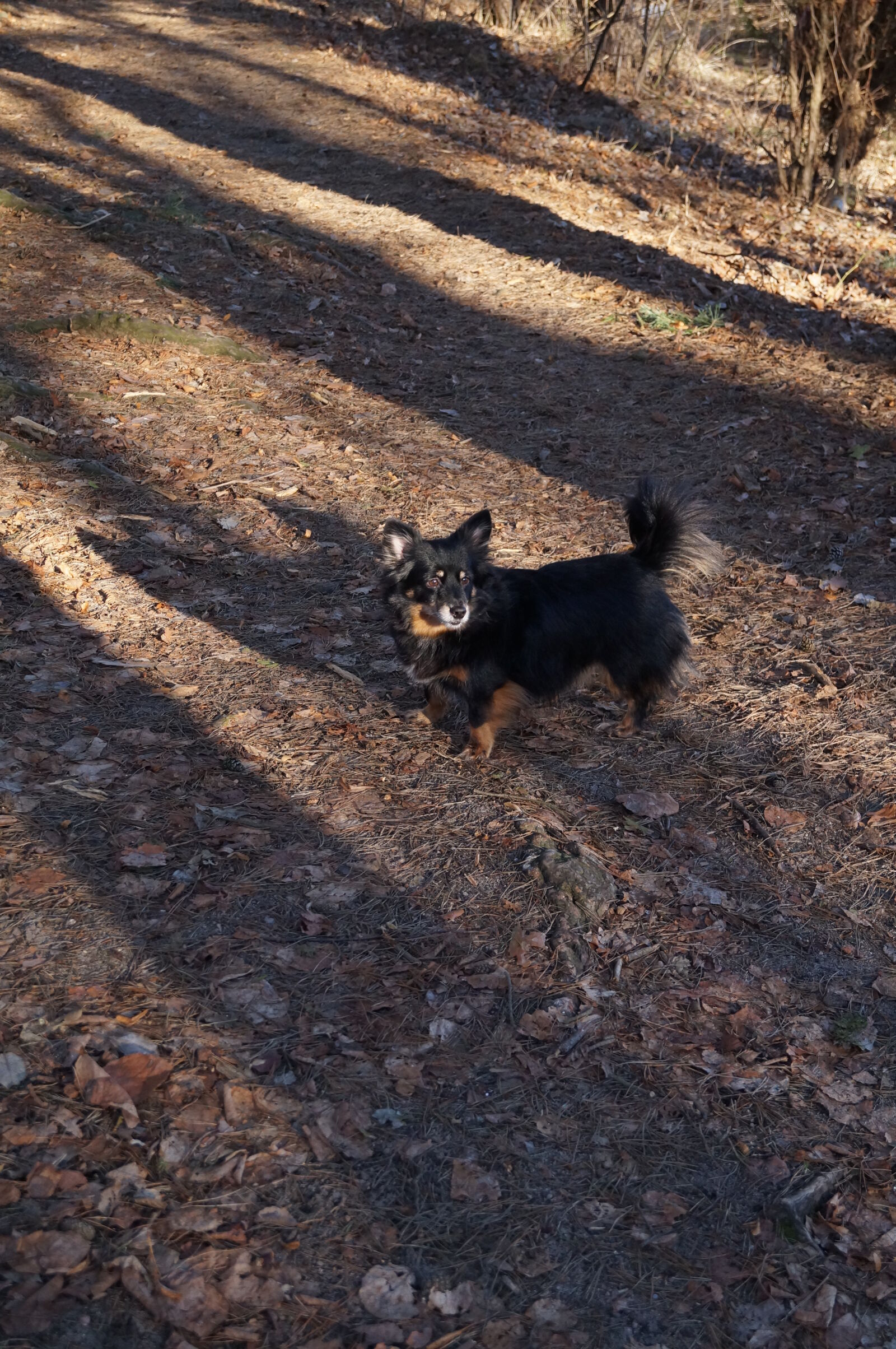 Sony SLT-A37 sample photo. Dog, shadows, small, dog photography