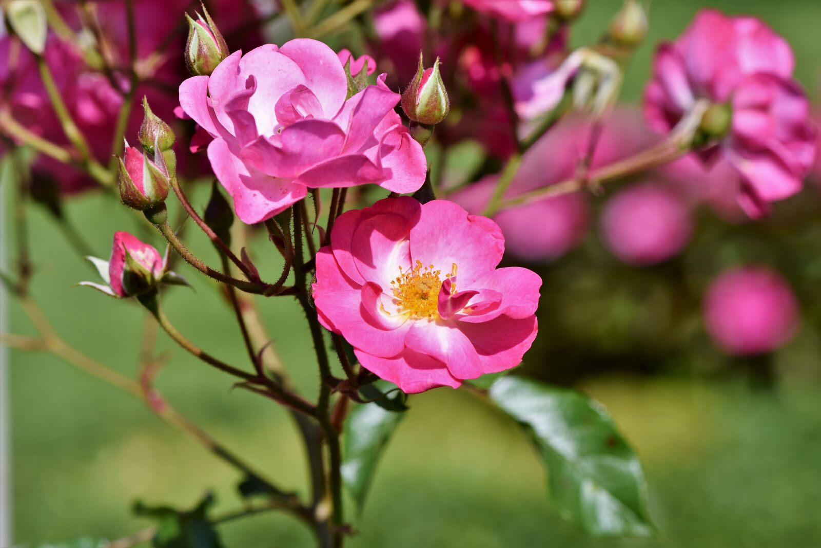 Nikon D7200 sample photo. Bush rose, rose, bush photography