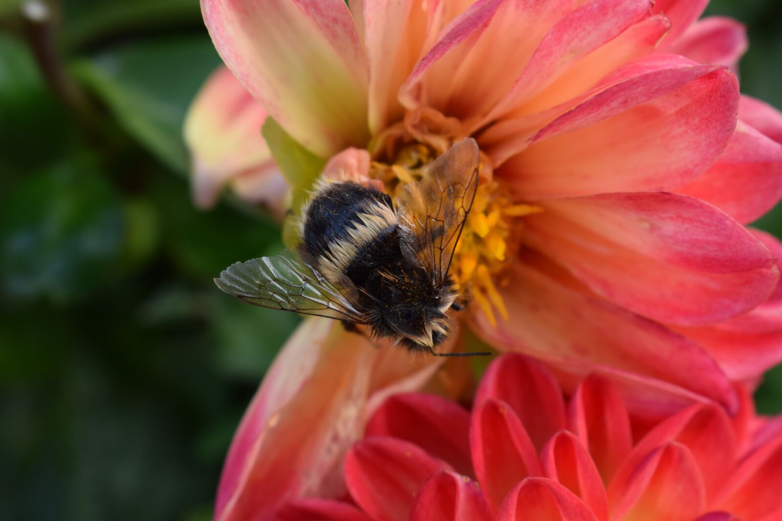 Nikon D3300 sample photo. Dahlia, flower, dalia photography