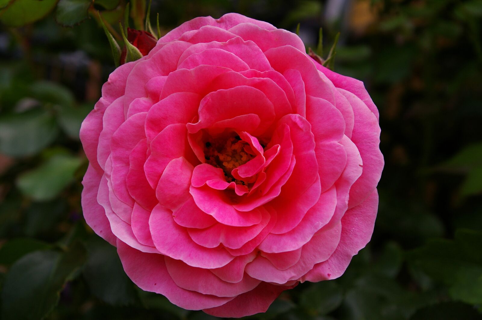 Pentax *ist DL2 sample photo. Rose, pink rose, scented photography