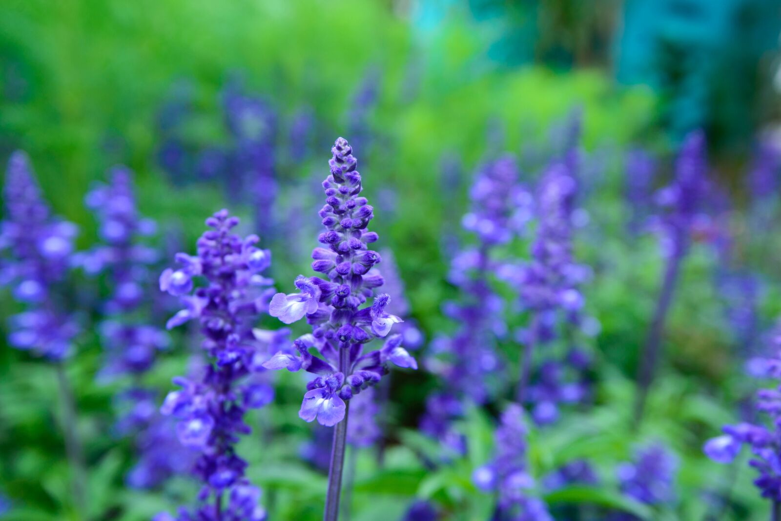 Nikon D600 sample photo. Lavender, natural, united in photography