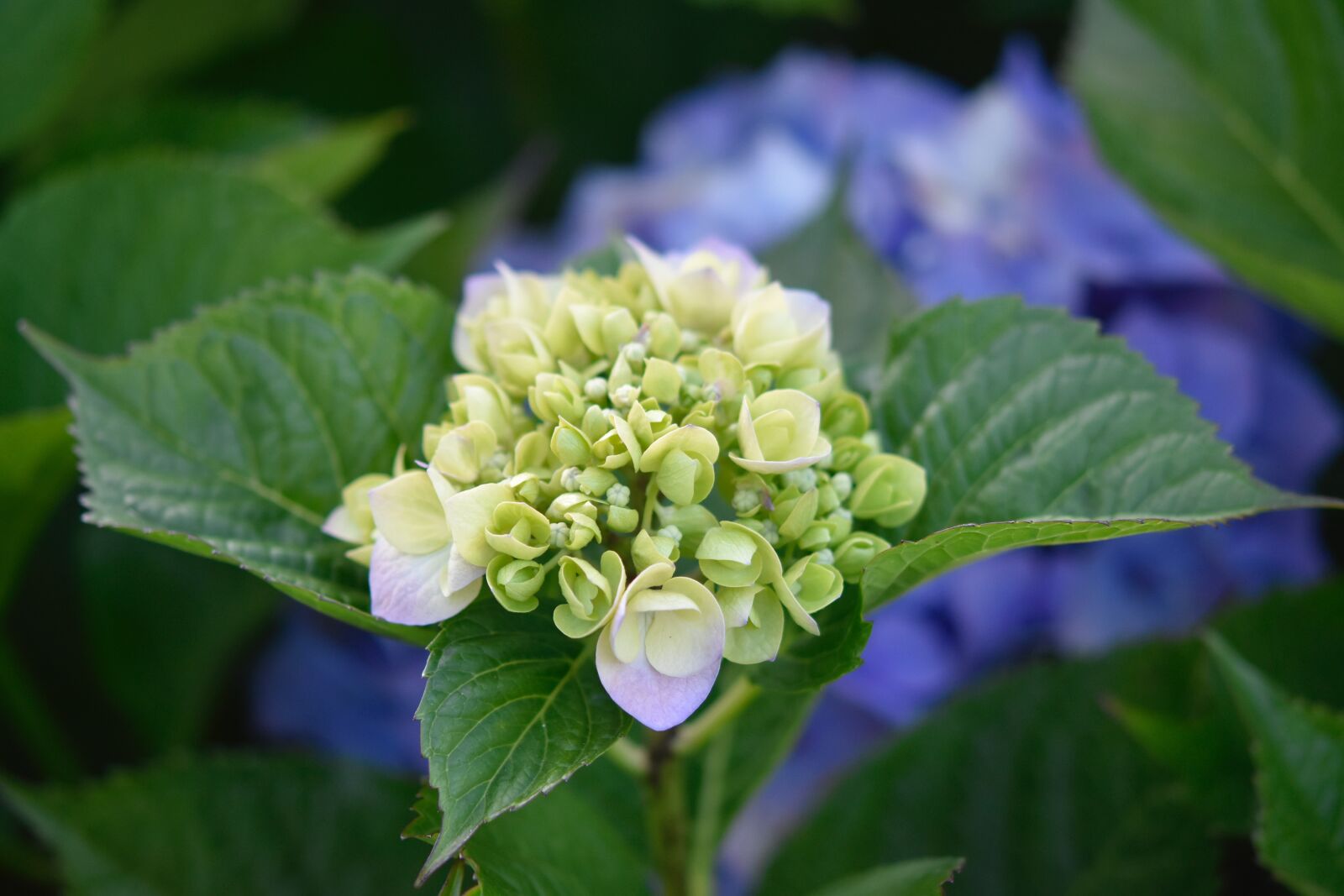 Nikon D5600 sample photo. Flower hydrangea, flowering, plant photography