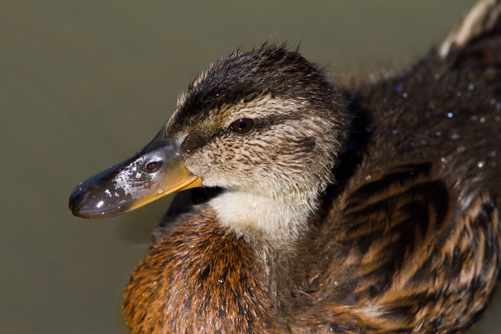 Canon EOS 7D sample photo. Duck, bird, summer photography