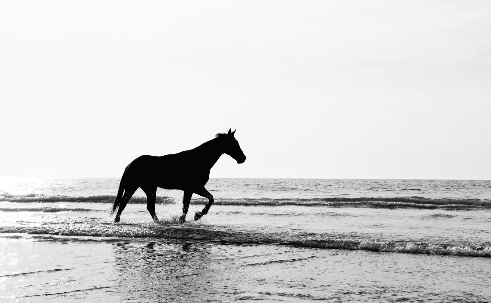 Canon EOS 5D Mark II sample photo. Silhouette, black, nature photography