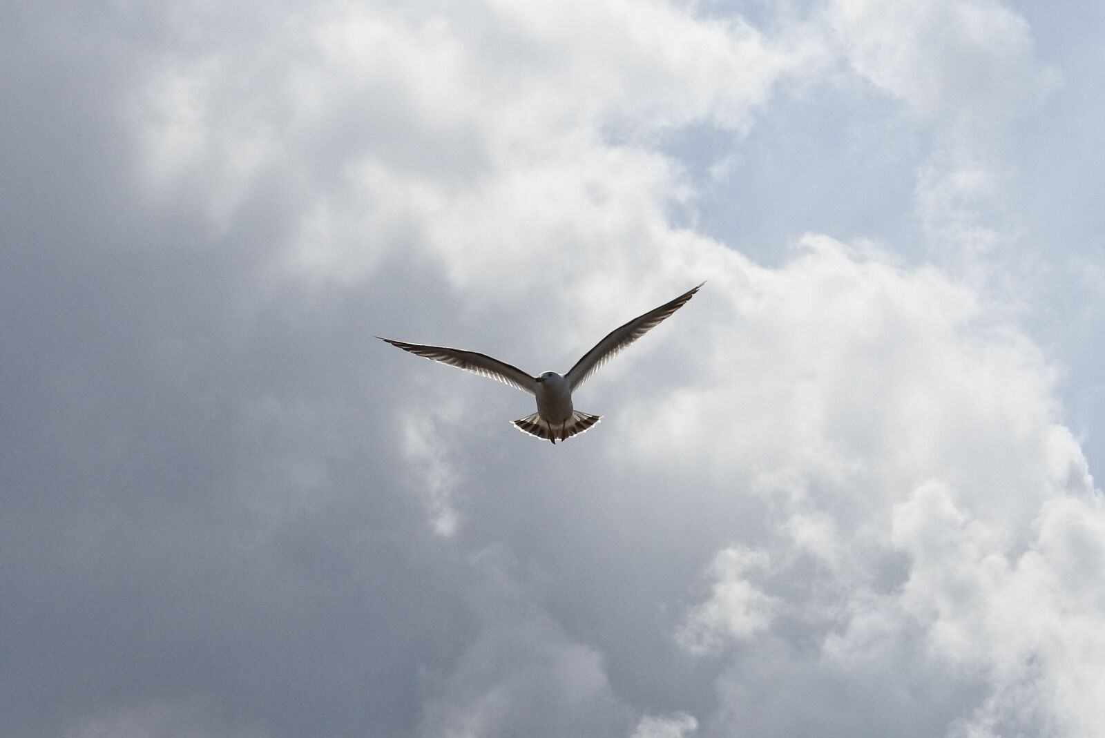 Nikon 1 Nikkor VR 30-110mm F3.8-5.6 sample photo. Animal, sky, cloud photography