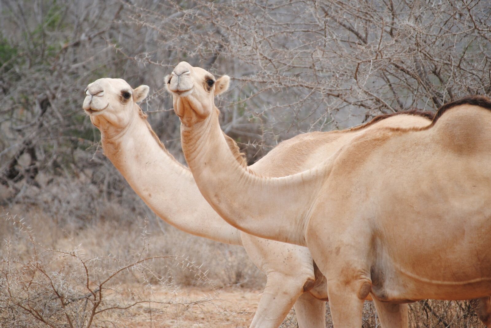 Nikon D3000 sample photo. Kenya, africa, camels photography