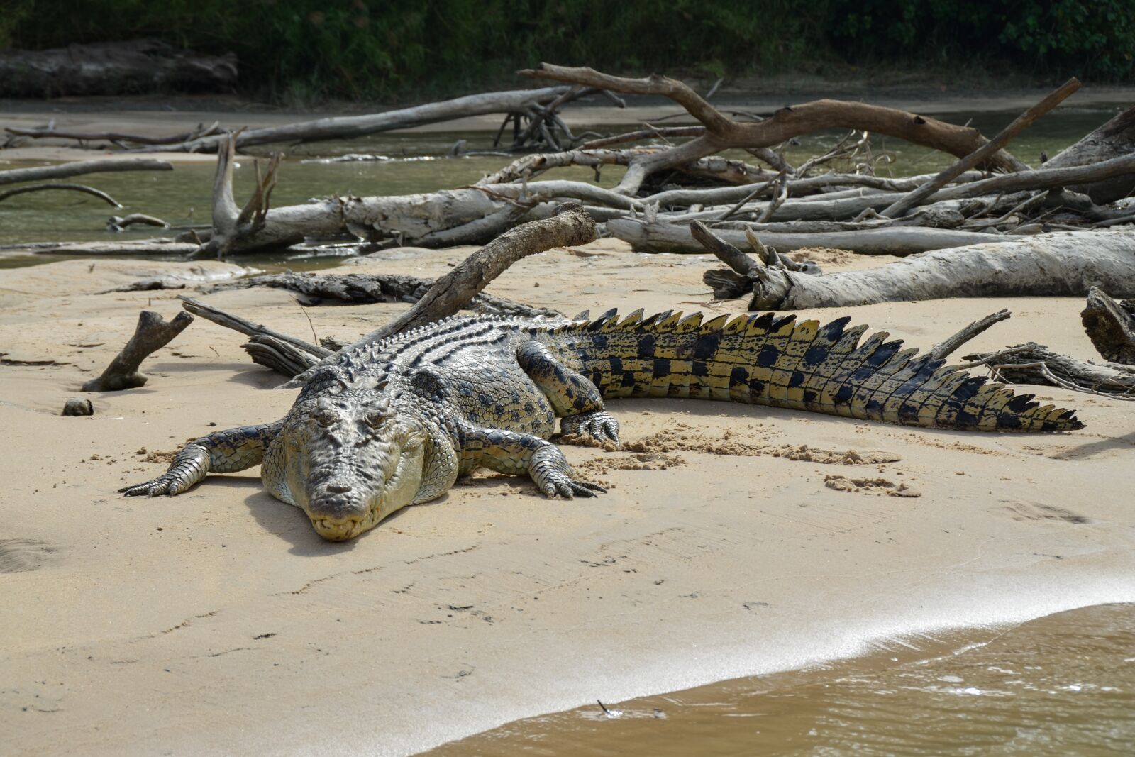 Nikon D5100 sample photo. Saltwater crocodile, estuarine, animal photography