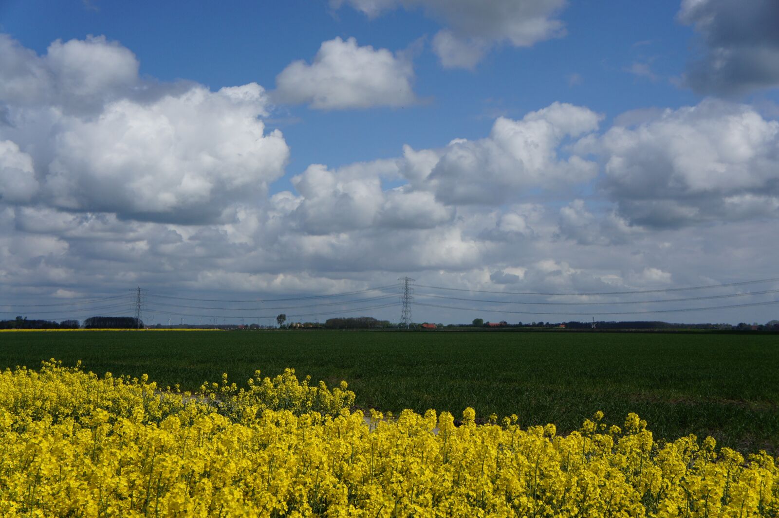 Sony Alpha NEX-3 sample photo. Rapeseed, yellow, landscape photography