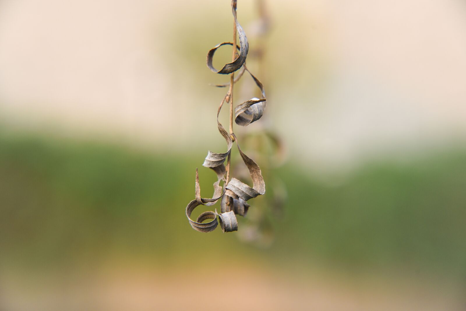 Nikon D750 sample photo. Nature, outdoor, leaf photography