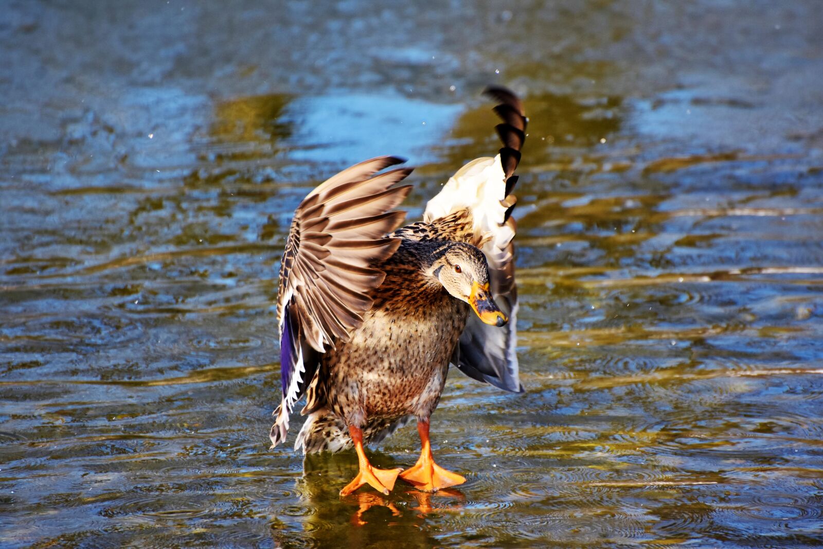 Nikon D7200 sample photo. Duck, drake, water bird photography