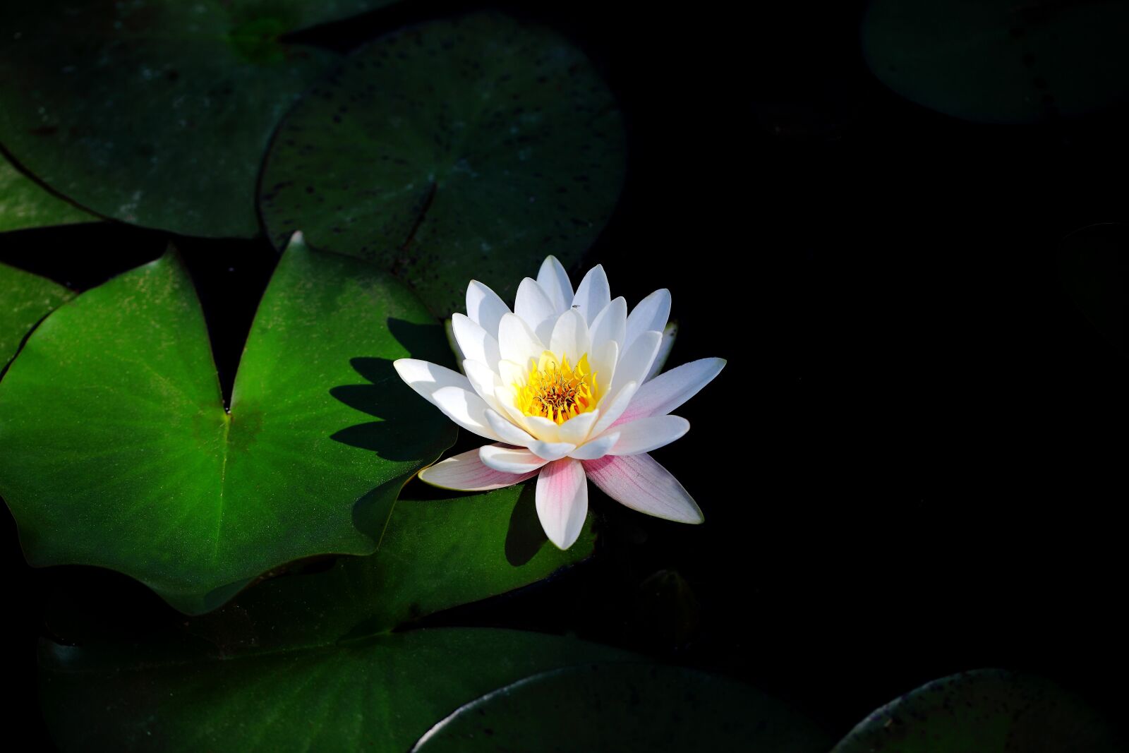 Canon EOS 5D Mark II sample photo. Flowers, plants, leaf photography