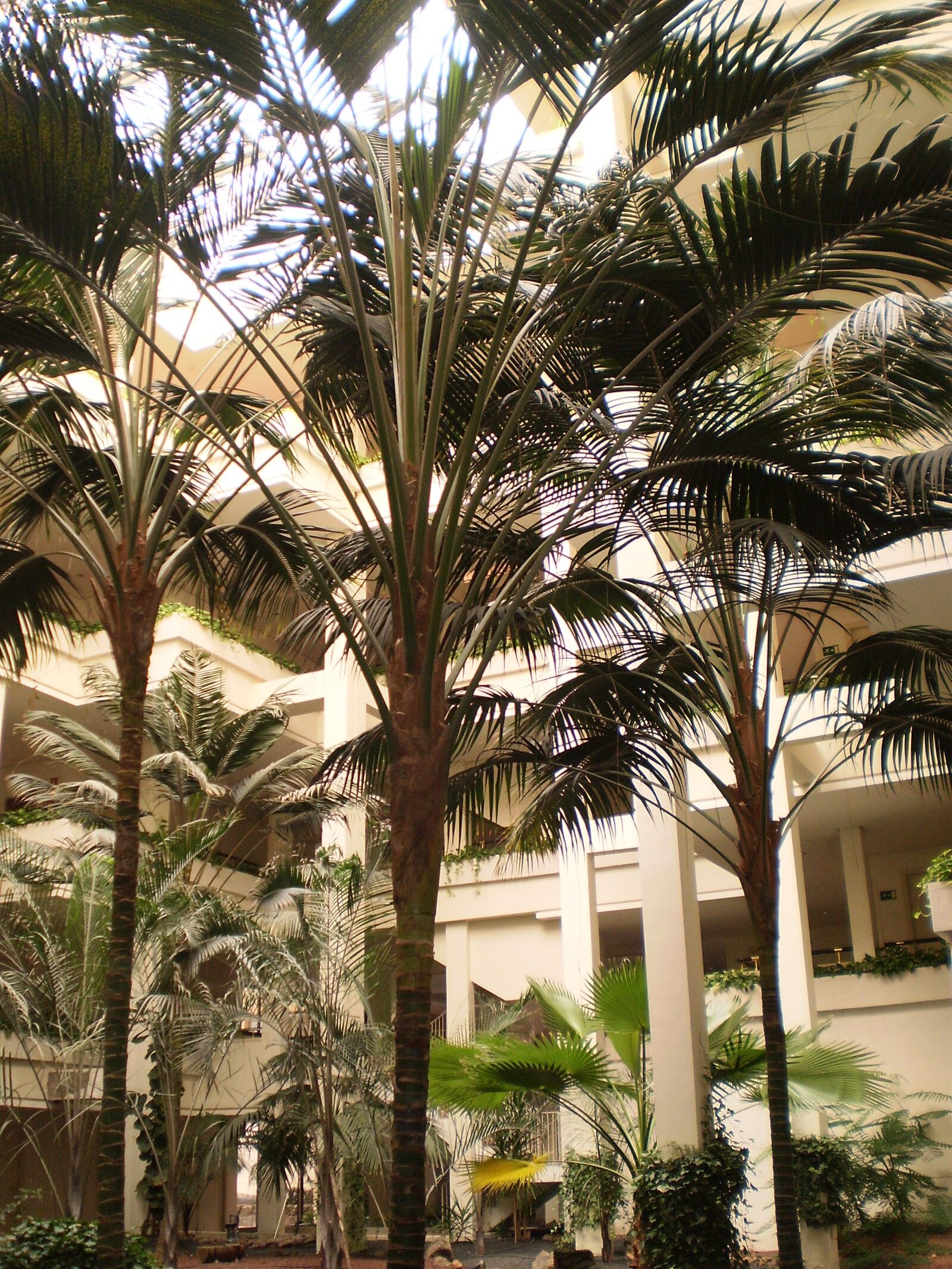 Olympus FE360,X875,C570 sample photo. Palm, trees, resort photography