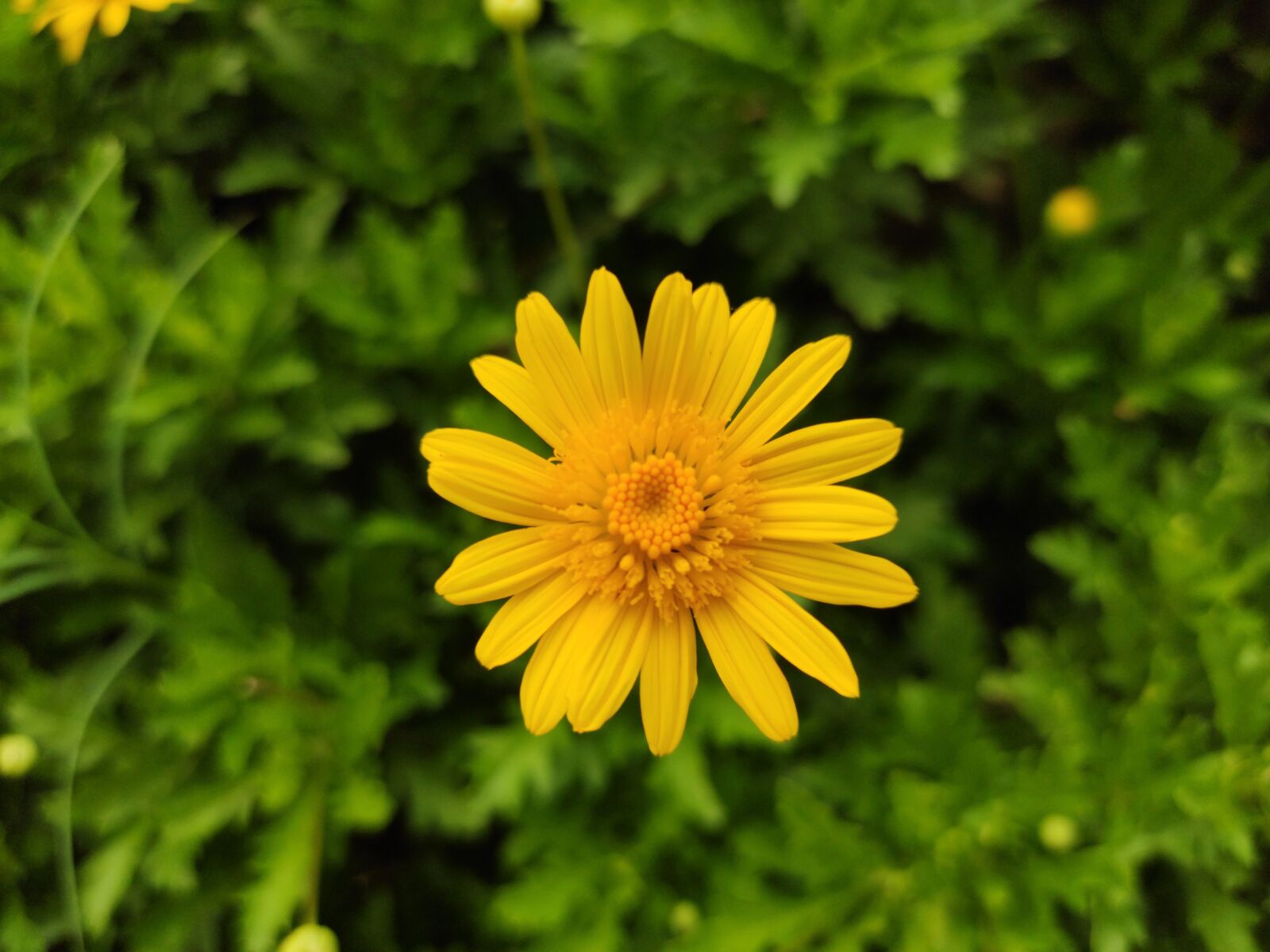 Xiaomi MI CC 9 sample photo. Flower, yellow, bloom photography