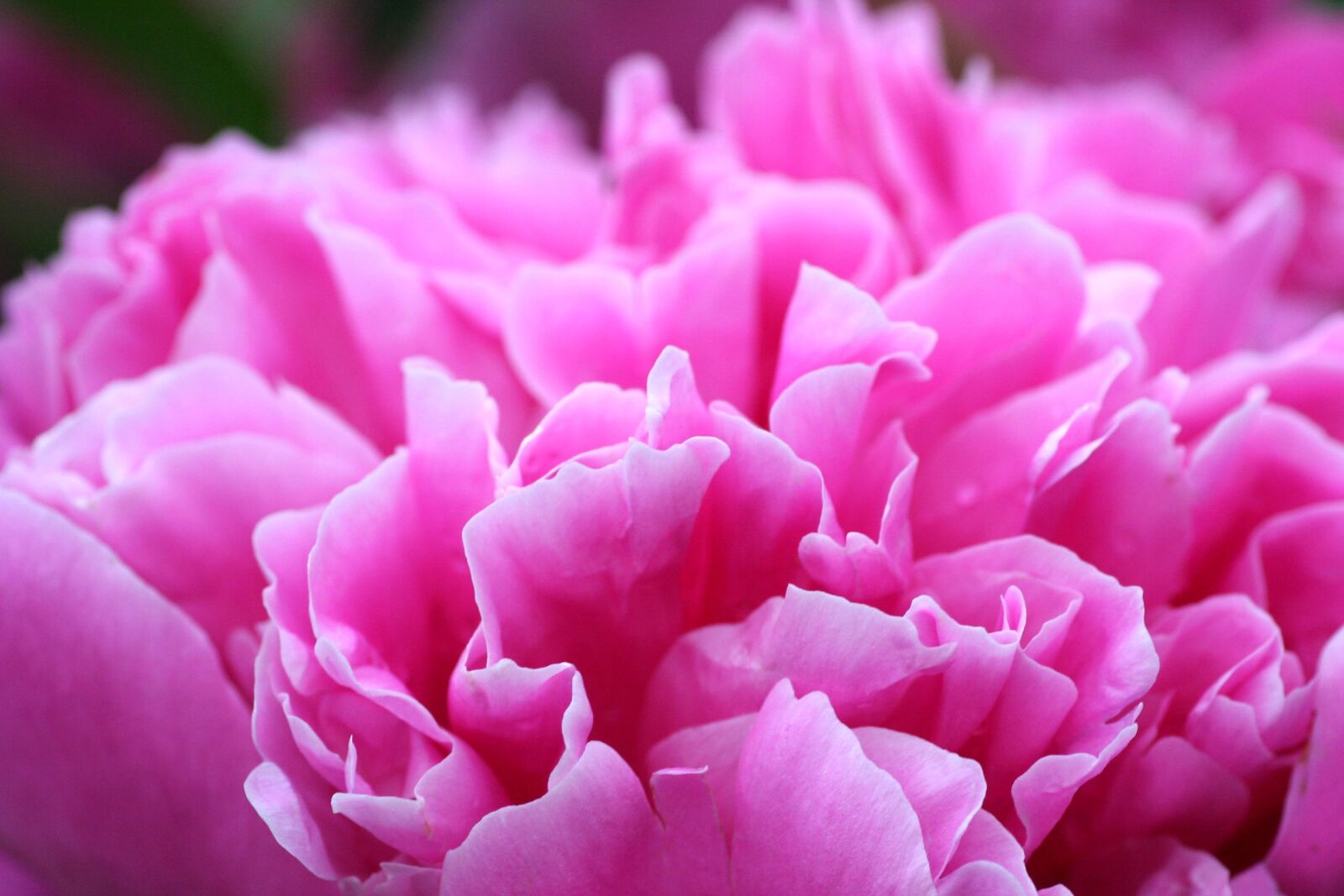 Canon EOS 350D (EOS Digital Rebel XT / EOS Kiss Digital N) sample photo. Peony, flower, pink photography