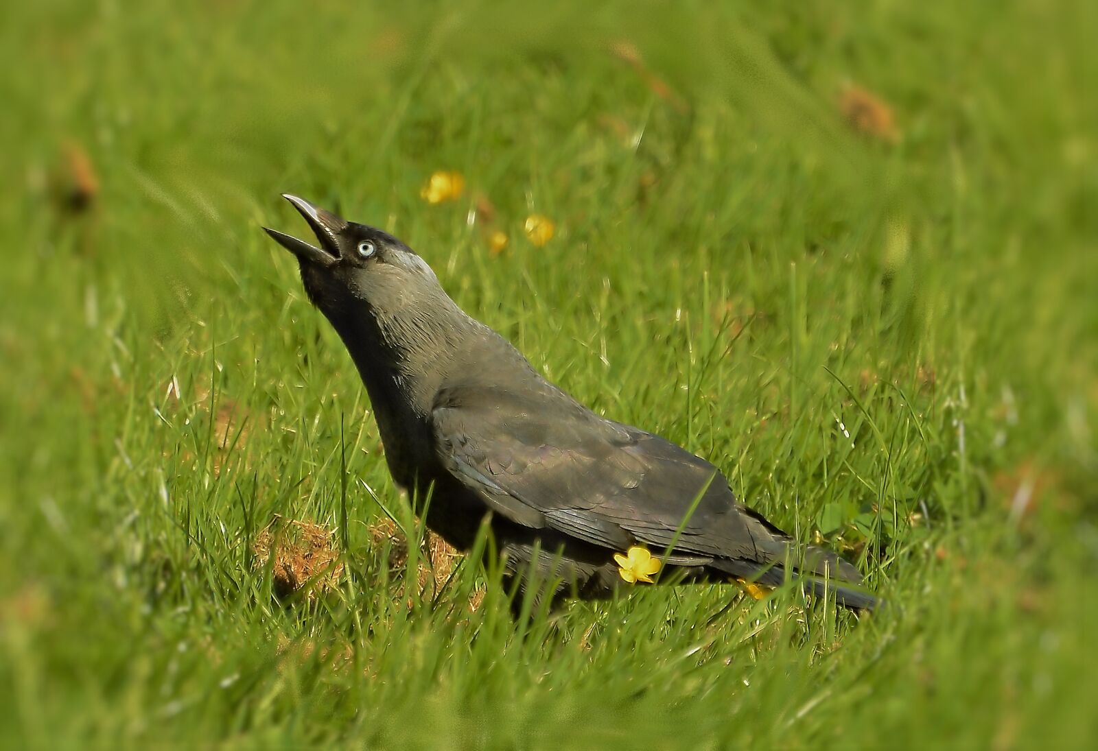 Nikon D3200 sample photo. Jackdaw, natura, bird photography