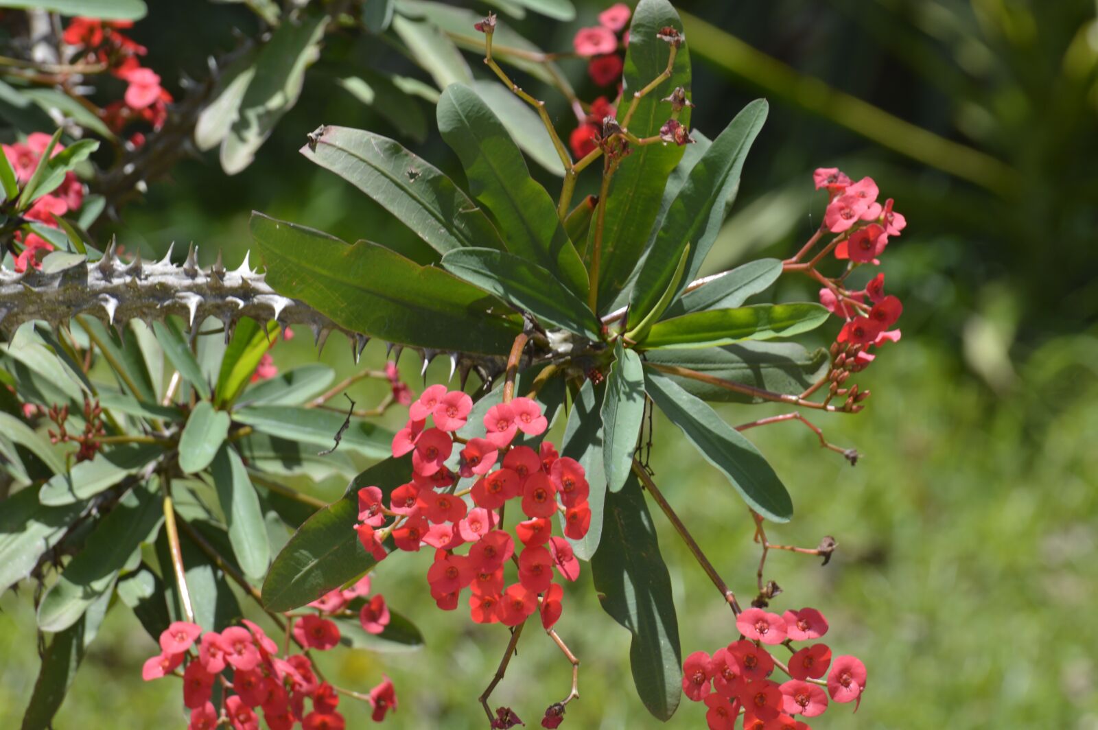 Nikon D3200 sample photo. Cartago, costa rica, christ photography