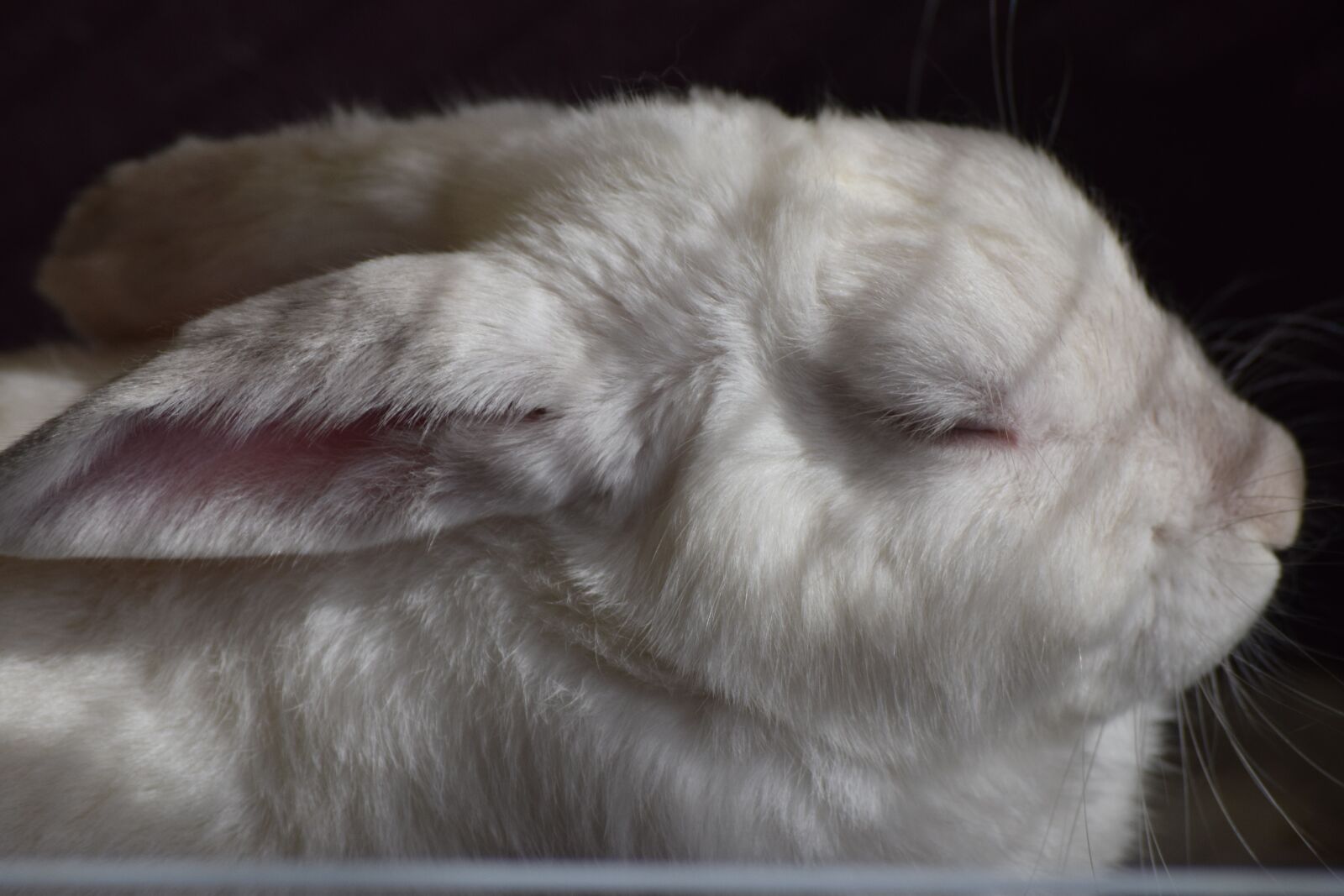 Nikon D3300 sample photo. Animal, mammal, fur photography