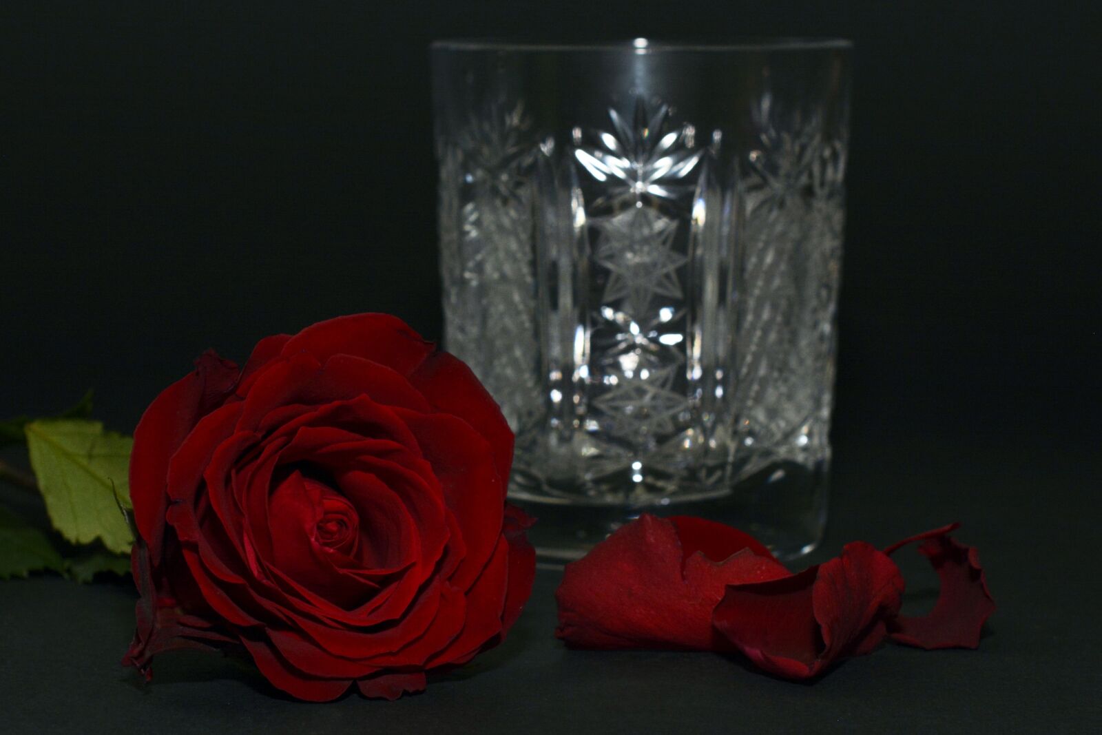 Nikon D7100 sample photo. Rose, red rose, rose photography